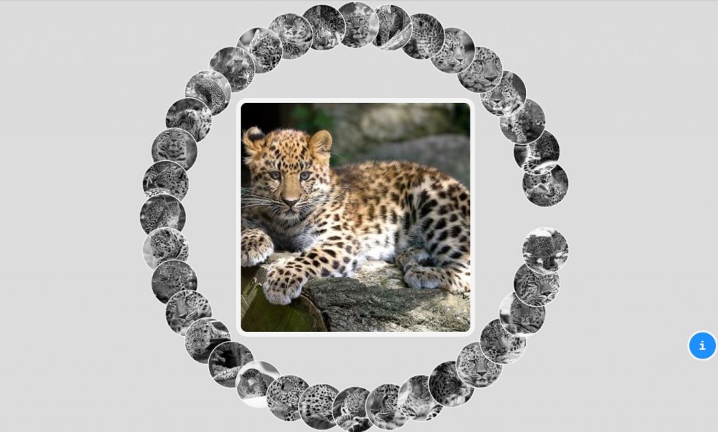 amur leopard css image/photo gallery